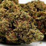 Mango Haze Weed Strain