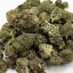 San Fernando Valley OG